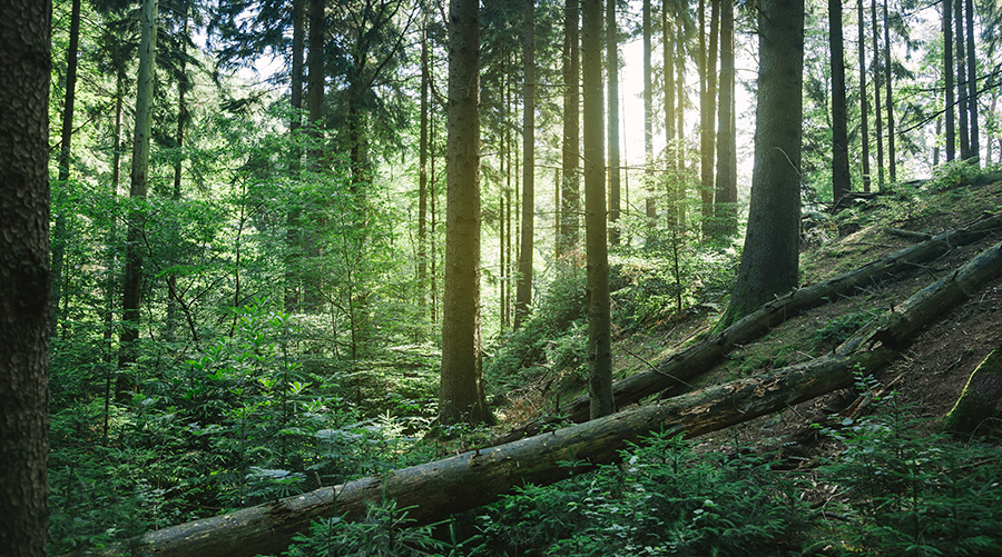 Sustainability Initiatives in the Fashion Industry